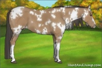 Horse Color:White Spotted Buckskin