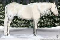 Horse Color:White Spotted Cremello 