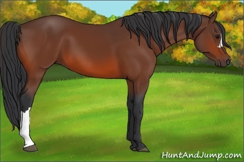 Horse Color:Bay 