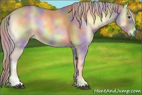 Horse Color:Nacre Palomino Onyx 