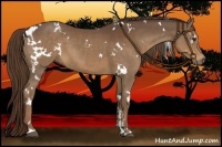 Horse Color:White Spotted Liver Chestnut Sabino 