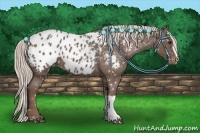Horse Color:Silver Blue Roan Appaloosa 