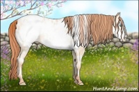 Horse Color:Amber Cream Champagne Pearl Frame Appaloosa 