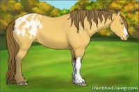 Horse Color:Amber Cream Champagne Appaloosa 