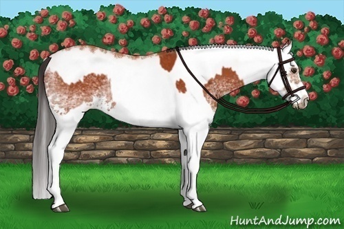 Horse Color:White Spotted Bay Splash and White Spotted Bay Splash Frame