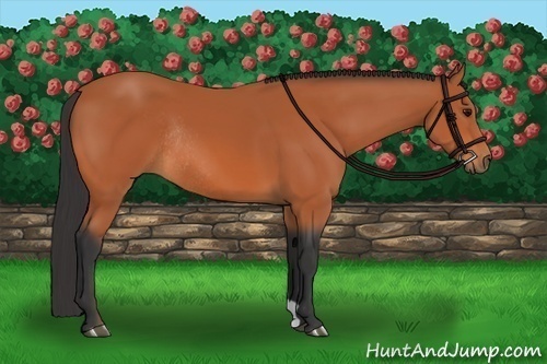 Horse Color:Bay Rabicano 