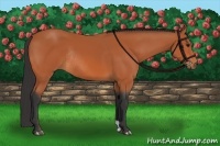 Horse Color:Bay Rabicano 