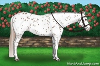 Horse Color:Chestnut Appaloosa