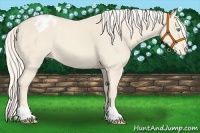 Horse Color:Cremello Varnish