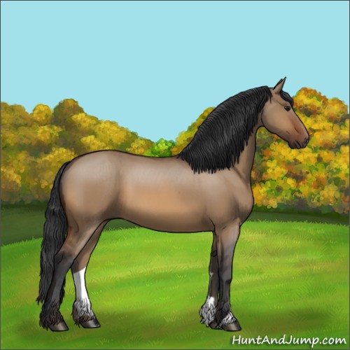 Horse Color:Bay Dun 