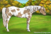 Horse Color:White Spotted Palomino 