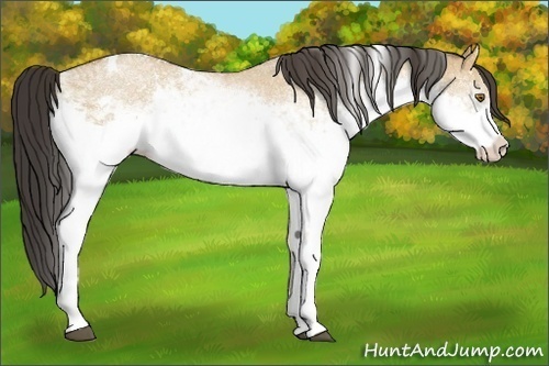 Horse Color:White Spotted Buckskin Dun