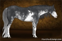 Horse Color:Black Sabino 