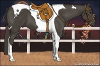 Horse Color:Smoky Black Tobiano 