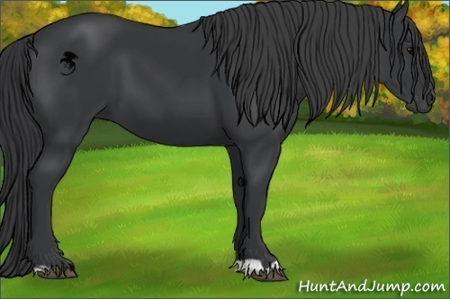 Horse Color:Black 