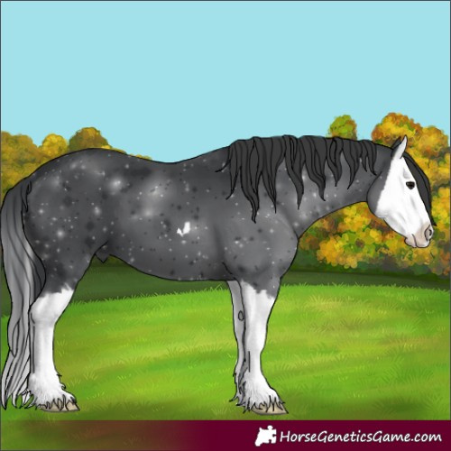 Horse Color:Black Splash