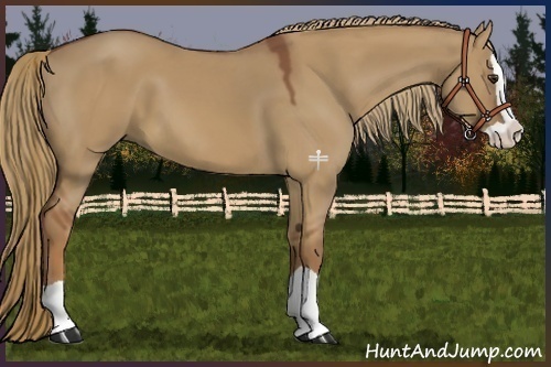 Horse Color:Red Dun Splash 
