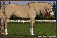Horse Color:Red Dun Splash 