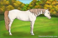 Horse Color:Buckskin Roan Pearl and Buckskin Roan Pearl Dun