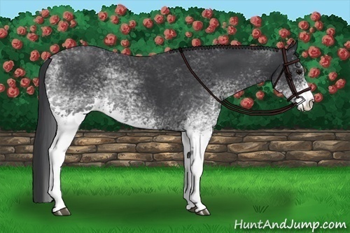 Horse Color:White Spotted Black 