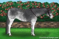 Horse Color:White Spotted Black 