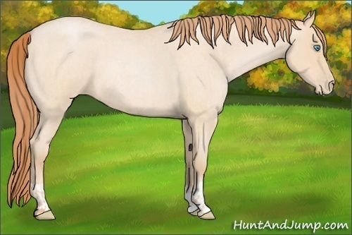 Horse Color:Buckskin Roan Pearl  and Buckskin Roan Pearl 