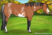 Horse Color:White Spotted Bay Frame 