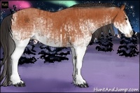 Horse Color:White Spotted Bay Splash  and White Spotted Bay Splash 