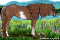 Horse Color:White Spotted Chestnut Sabino