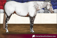 Horse Color:White Spotted Liver Chestnut Near Fewspot