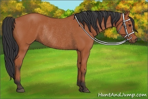 Horse Color:Bay Rabicano 