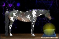 Horse Color:White Spotted Brown Rabicano 