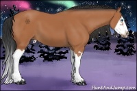 Horse Color:Bay Splash Frame