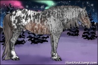 Horse Color:Brown Rabicano  and Brown Appaloosa Rabicano 