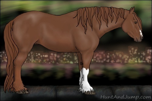 Horse Color:Chestnut 