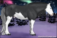 Horse Color:Black Splash