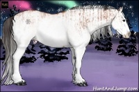 Horse Color:White Spotted Bay Splash  and White Spotted Bay Splash 