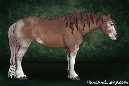 Horse Color:Chocolate Buckskin Sabino 