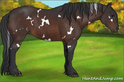 Horse Color:White Spotted Brown 