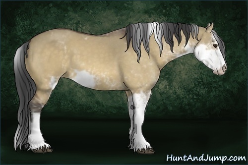 Horse Color:Buckskin Dun Sabino 