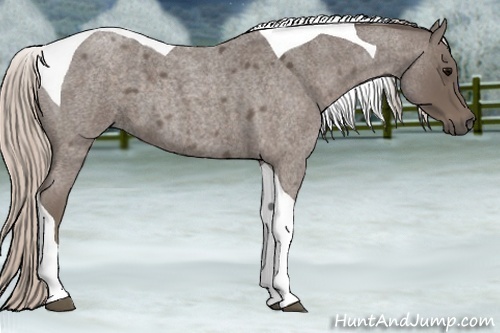 Horse Color:Silver Blue Roan Tobiano 