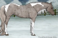 Horse Color:Silver Blue Roan Tobiano 