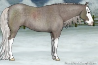 Horse Color:Silver Blue Roan Splash