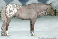 Horse Color:Silver Blue Roan Appaloosa