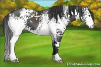Horse Color:White Spotted Black 