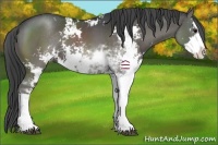 Horse Color:Black Sabino 