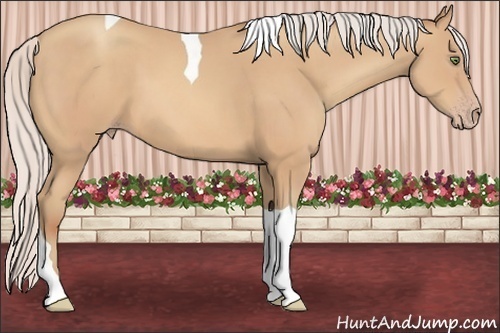 Horse Color:Silver Amber Champagne Tobiano