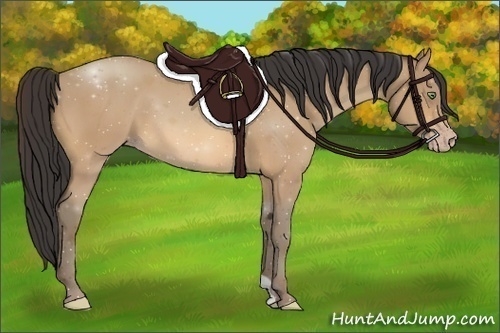 Horse Color:Amber Champagne 