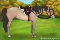 Horse Color:Amber Champagne 