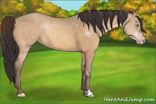 Horse Color:Amber Champagne 